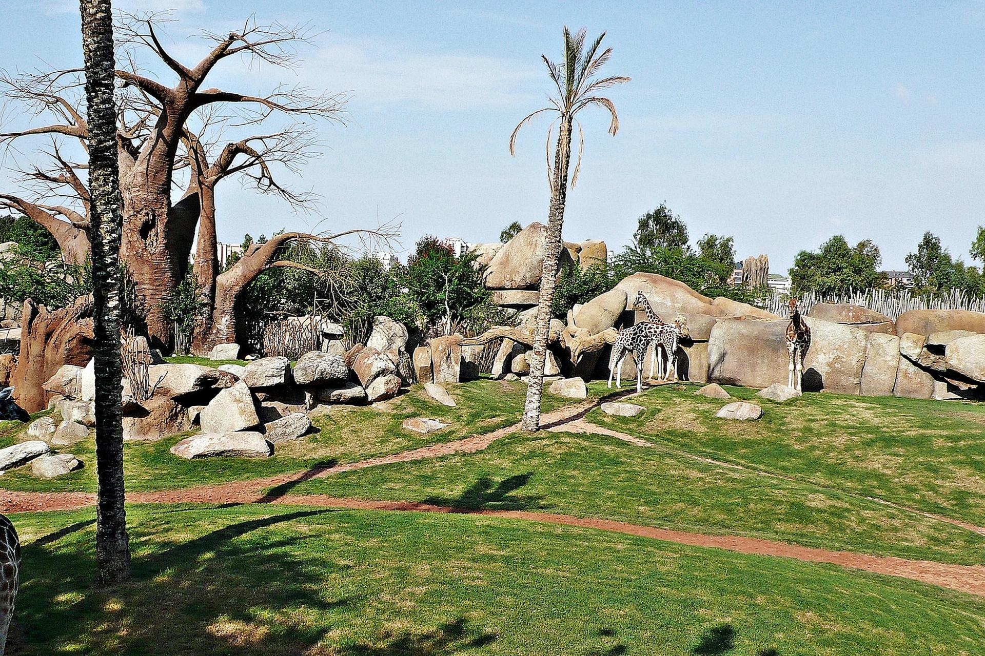 Recinto de la sabana africana del Bioparc, con rocas, árboles y pradera
